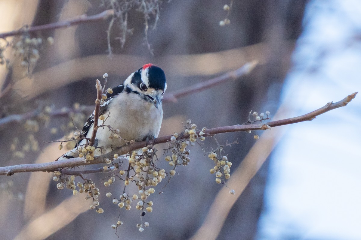 Downy Woodpecker - ML532530481