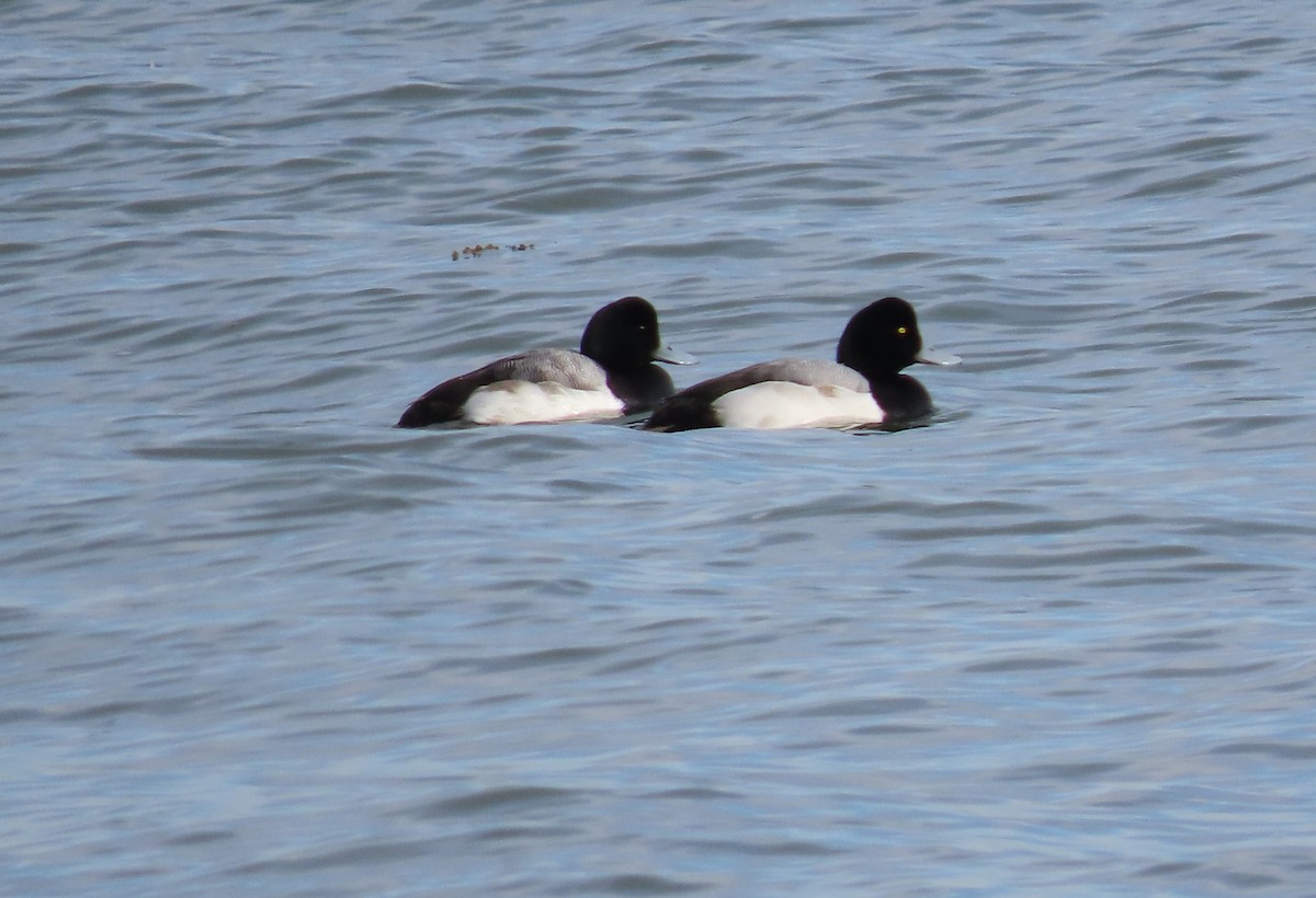 Greater Scaup - ML532530521