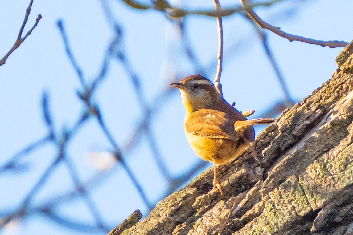 Carolina Wren - ML532530651