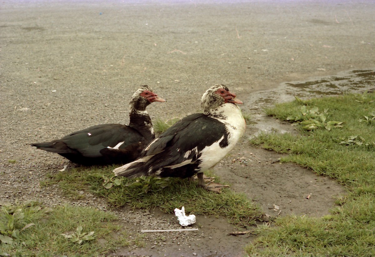Canard musqué (forme domestique) - ML532531241