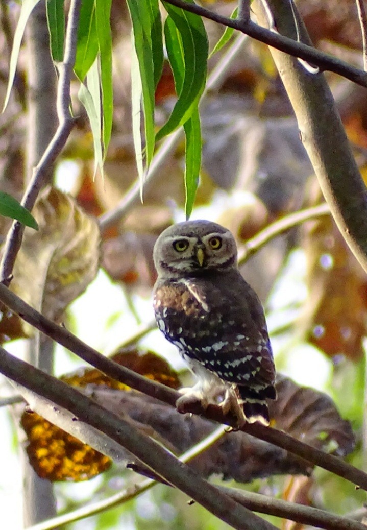 Forest Owlet - ML532532041