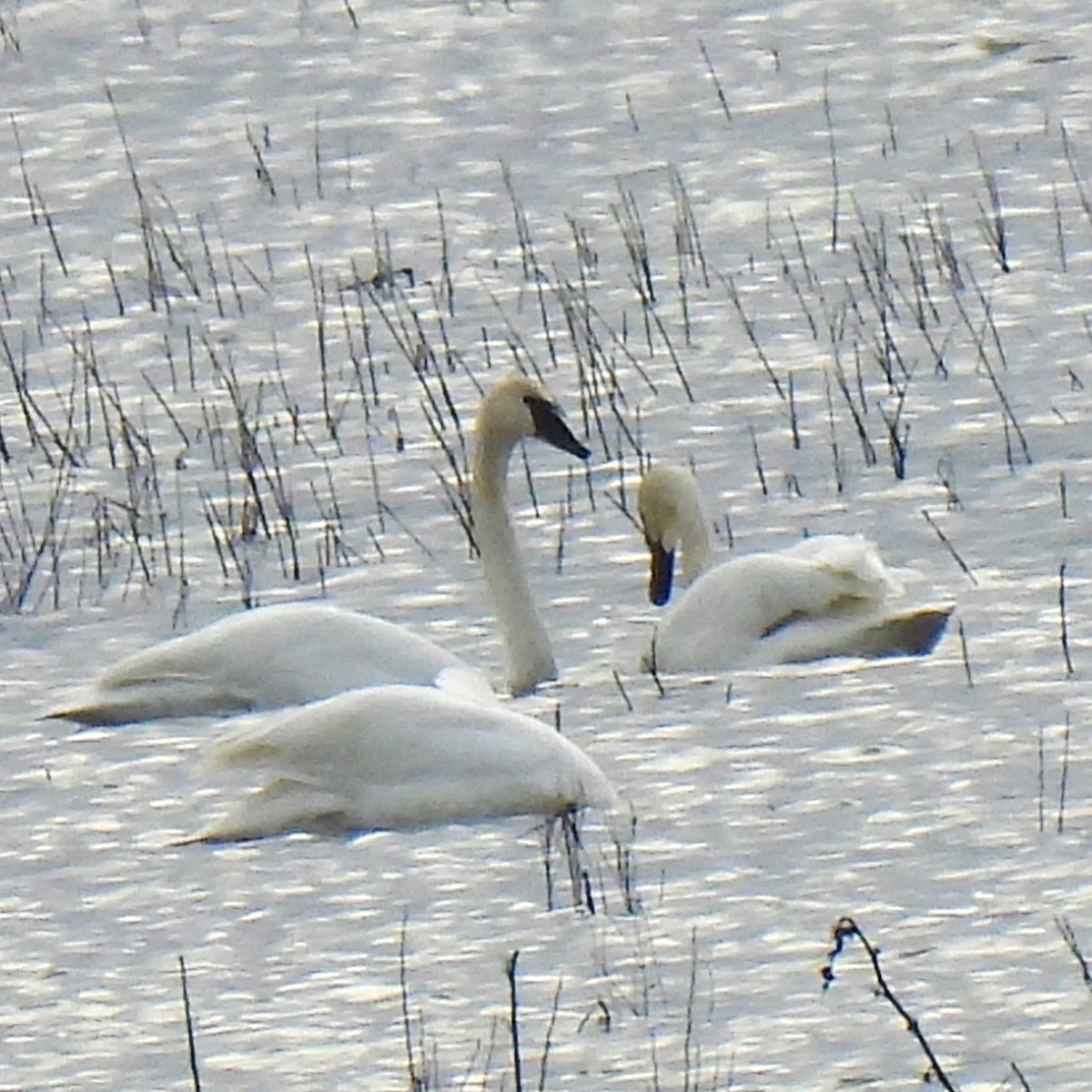 Trumpeter Swan - ML532532071