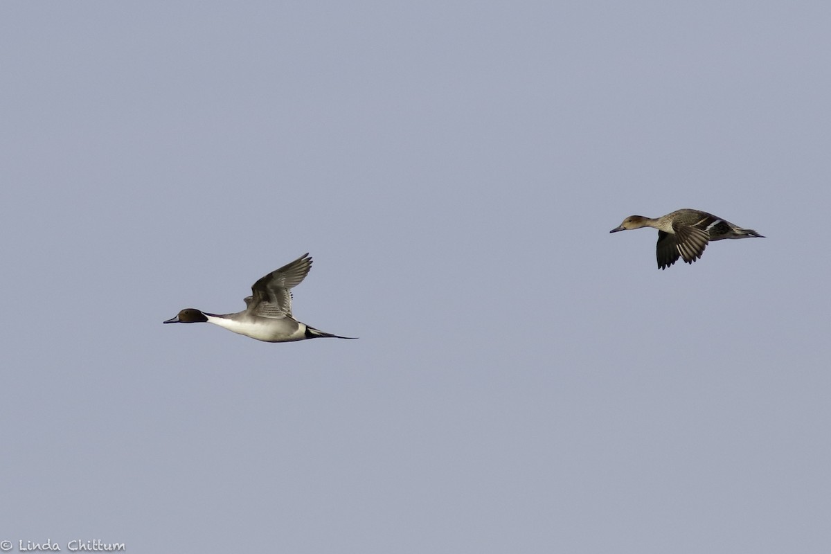 Northern Pintail - ML532532871