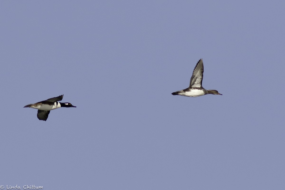 Hooded Merganser - ML532532961