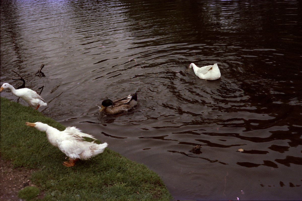 Canard colvert - ML532533041