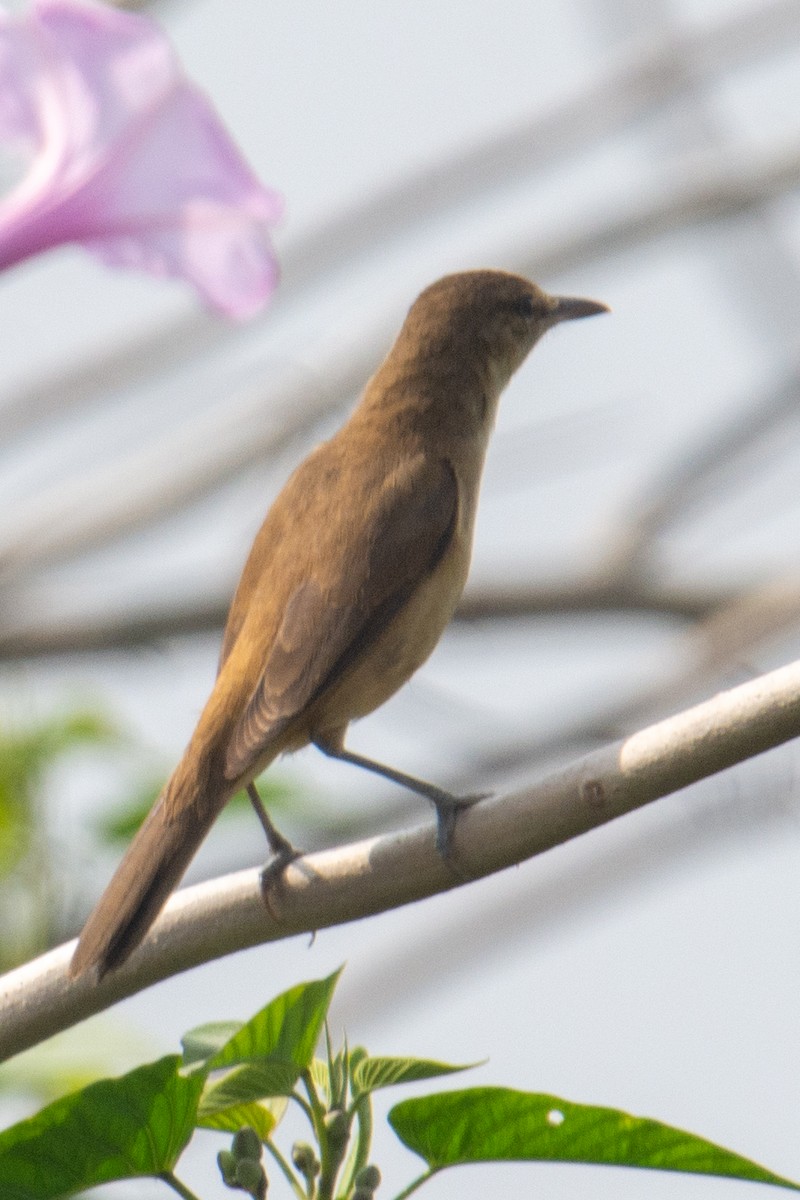 Clamorous Reed Warbler - Pinak Paul