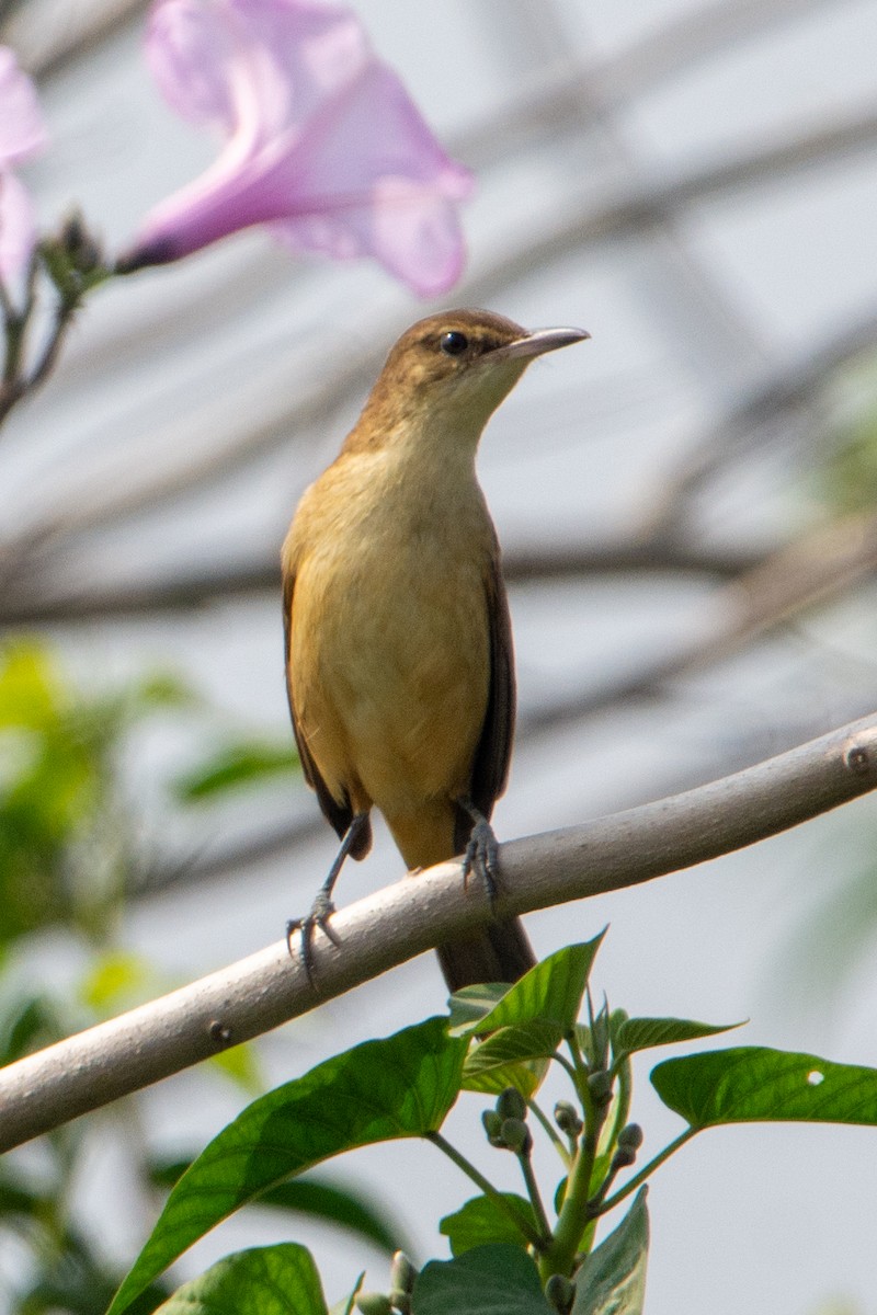 Clamorous Reed Warbler - Pinak Paul