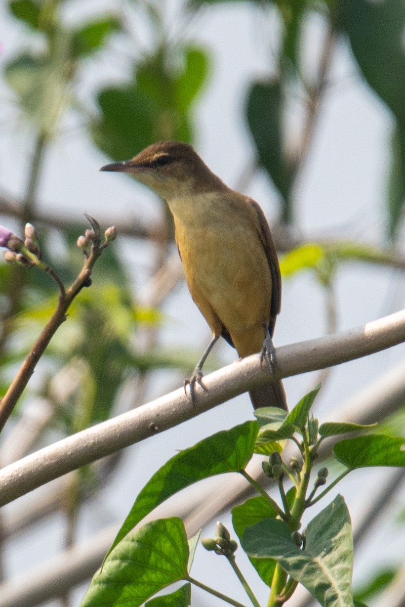 Clamorous Reed Warbler - Pinak Paul