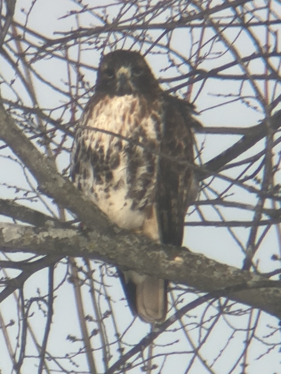 Red-tailed Hawk (abieticola) - ML532534311