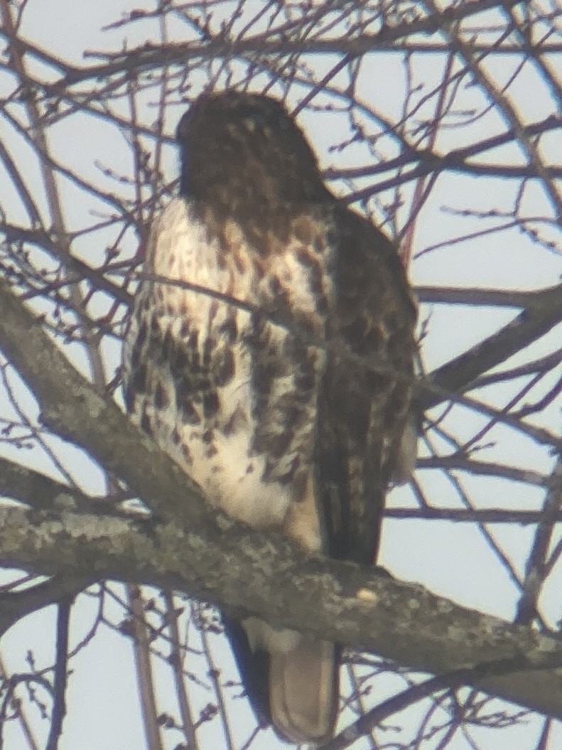 Red-tailed Hawk (abieticola) - ML532534321