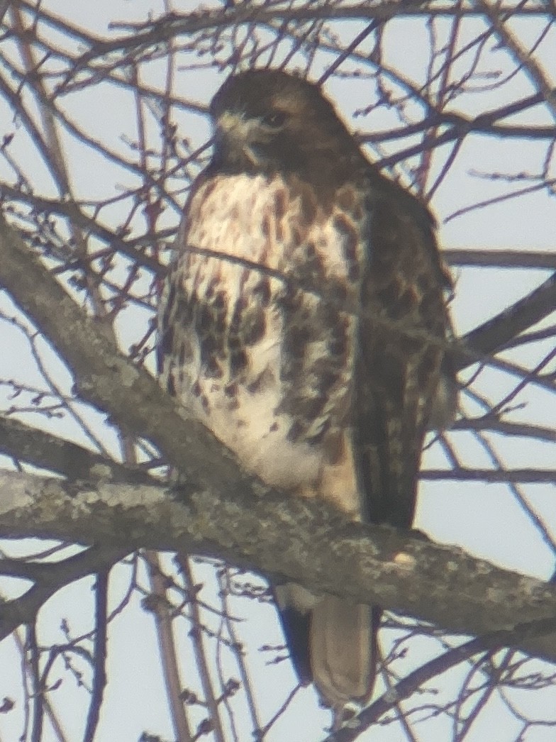 Red-tailed Hawk (abieticola) - ML532534331