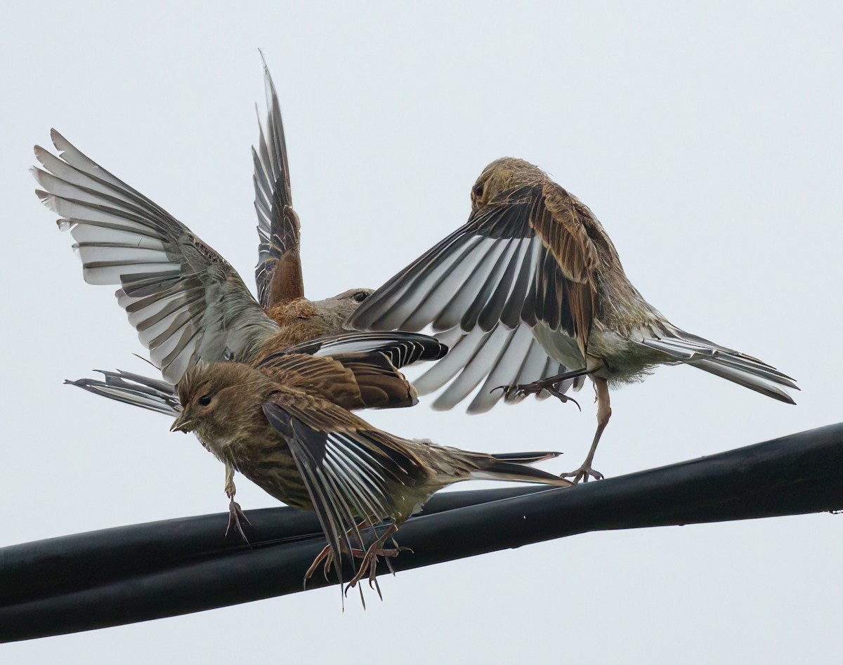 Eurasian Linnet - ML532536441