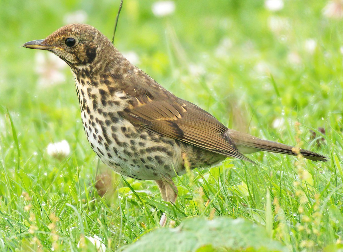 Song Thrush - ML532536561