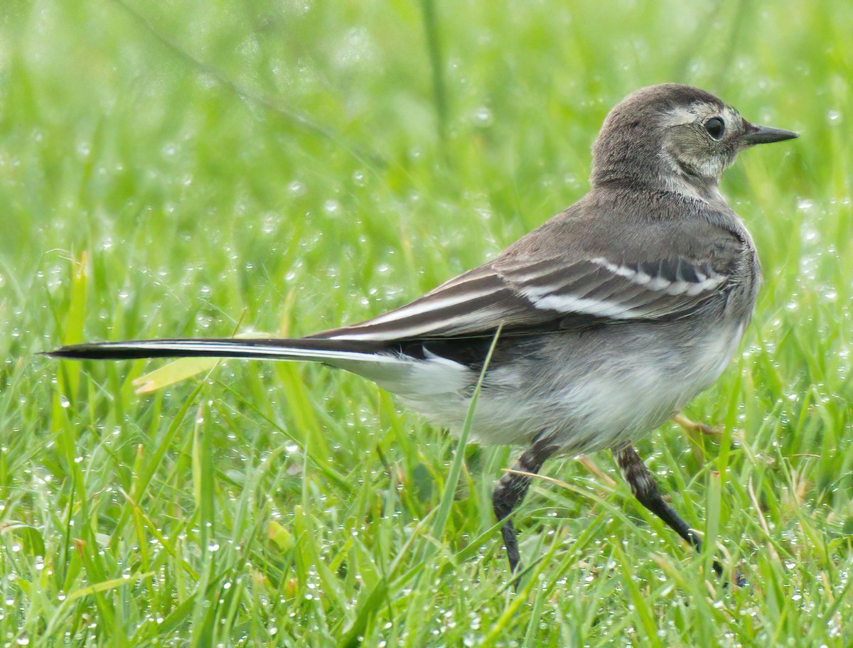 White Wagtail - ML532536761