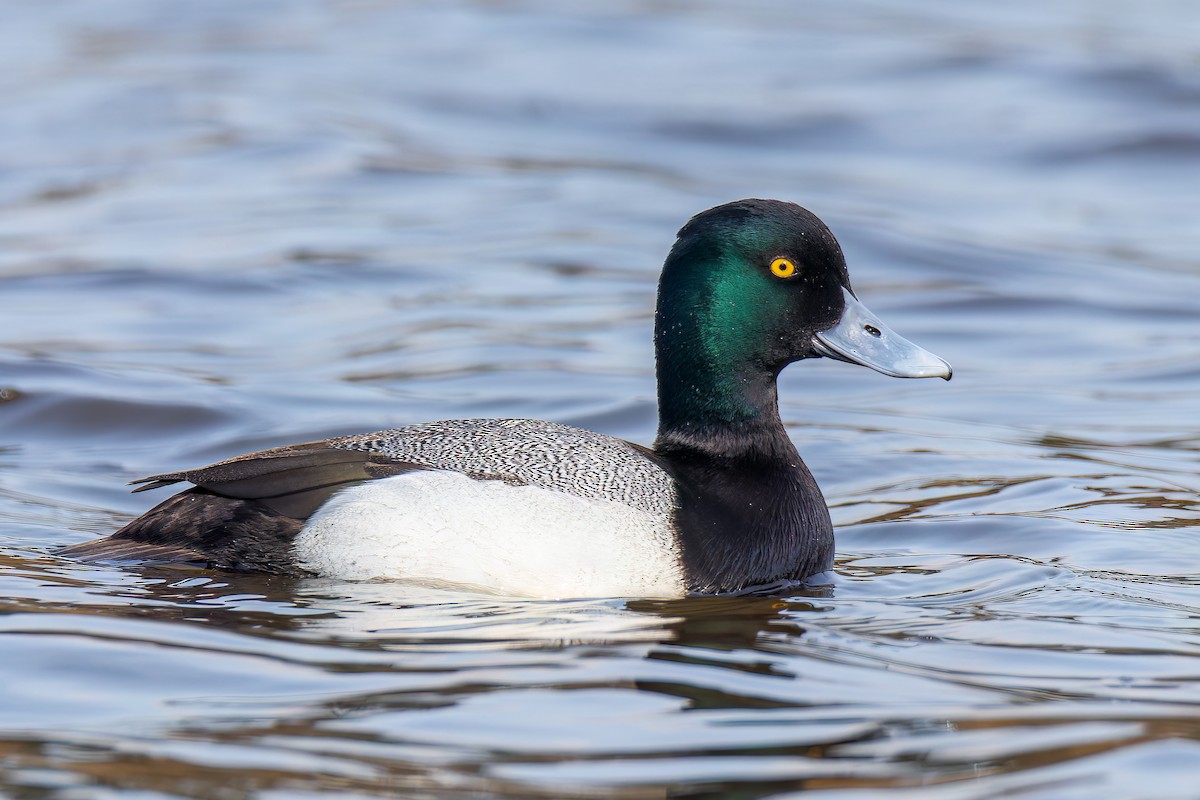Greater/Lesser Scaup - Frank Lin
