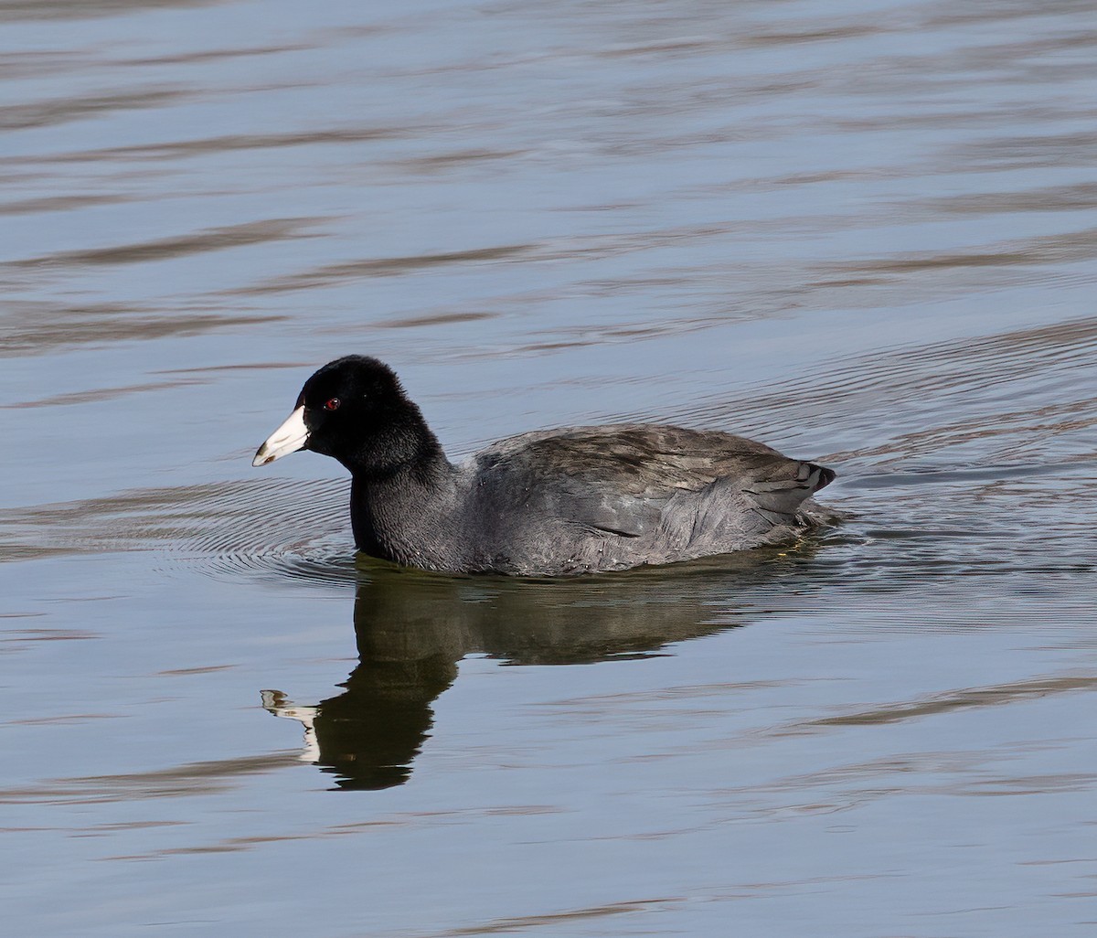 American Coot - ML532539921