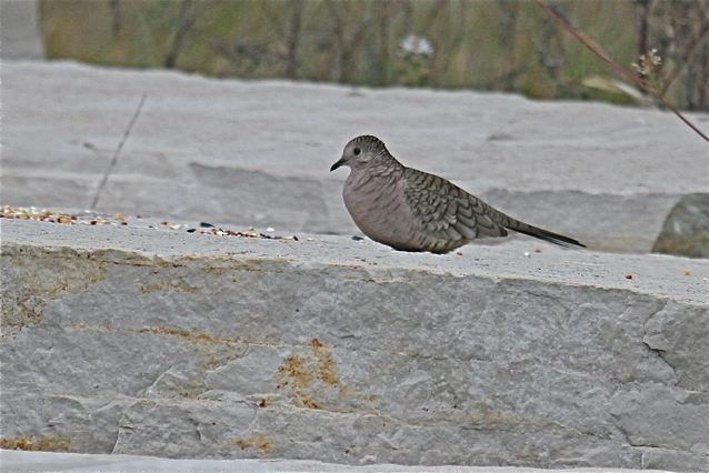 Inca Dove - ML532540091