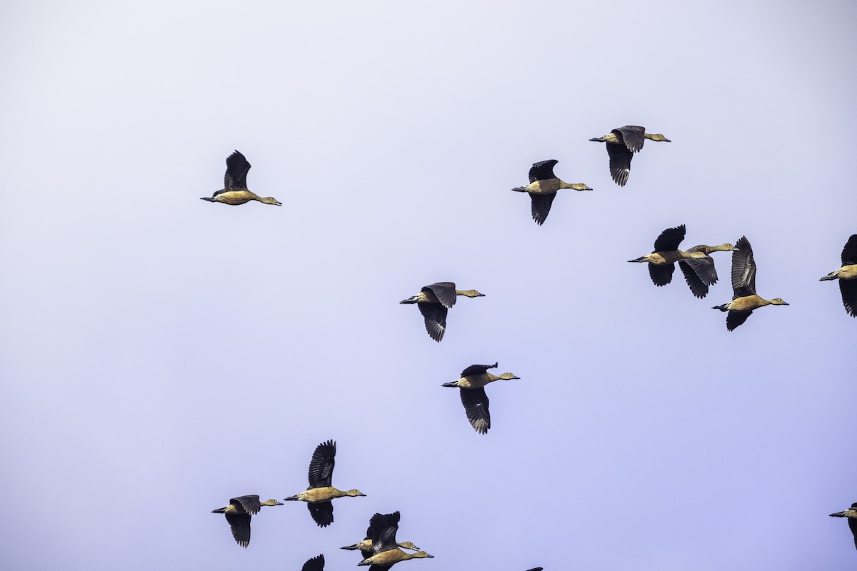 Lesser Whistling-Duck - Ralf Weinand