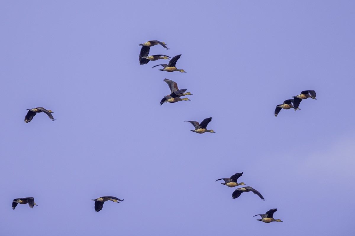 Lesser Whistling-Duck - ML532540161