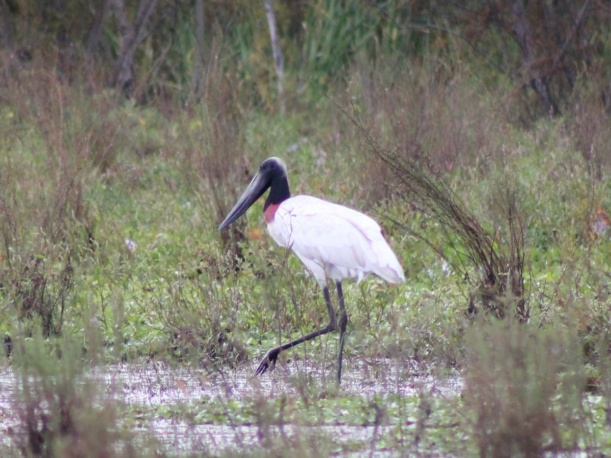 Jabiru d'Amérique - ML532540911