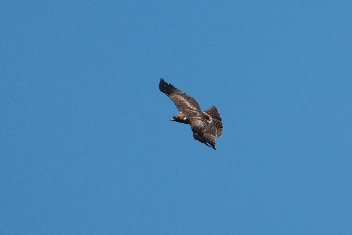 Booted Eagle - ML532541411