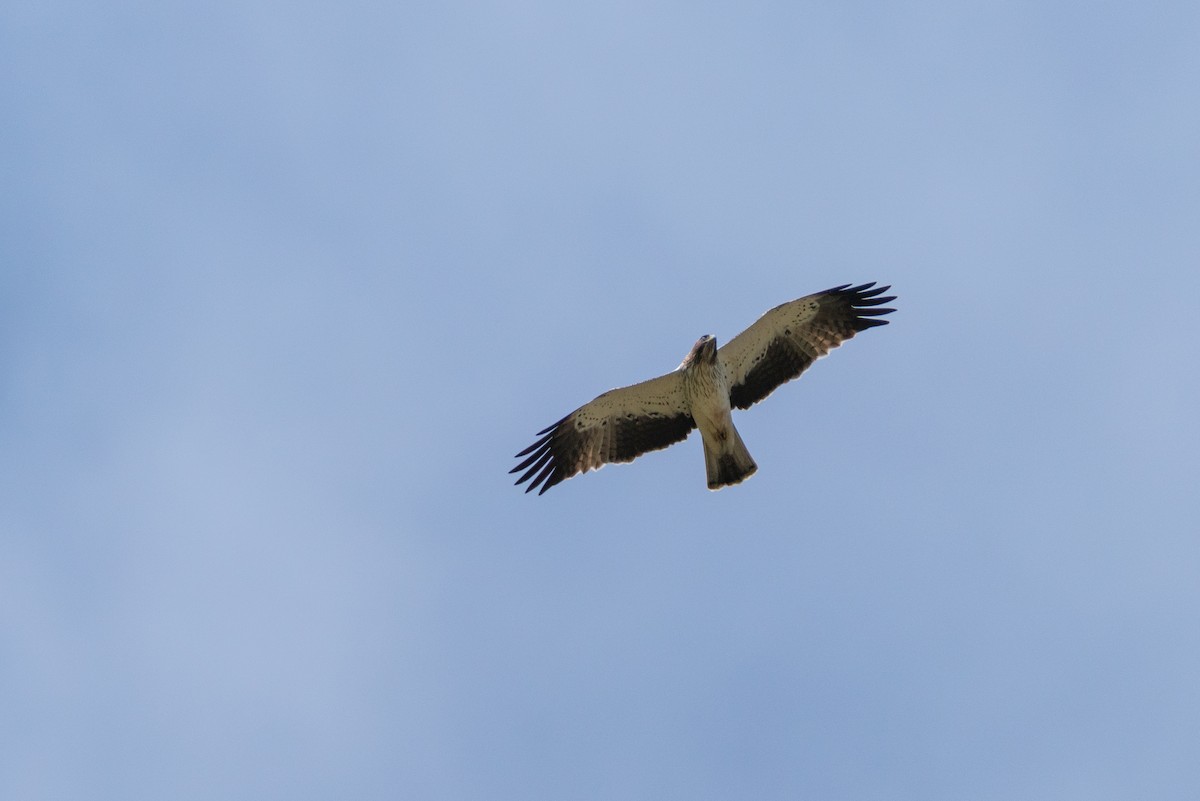 Booted Eagle - ML532541521