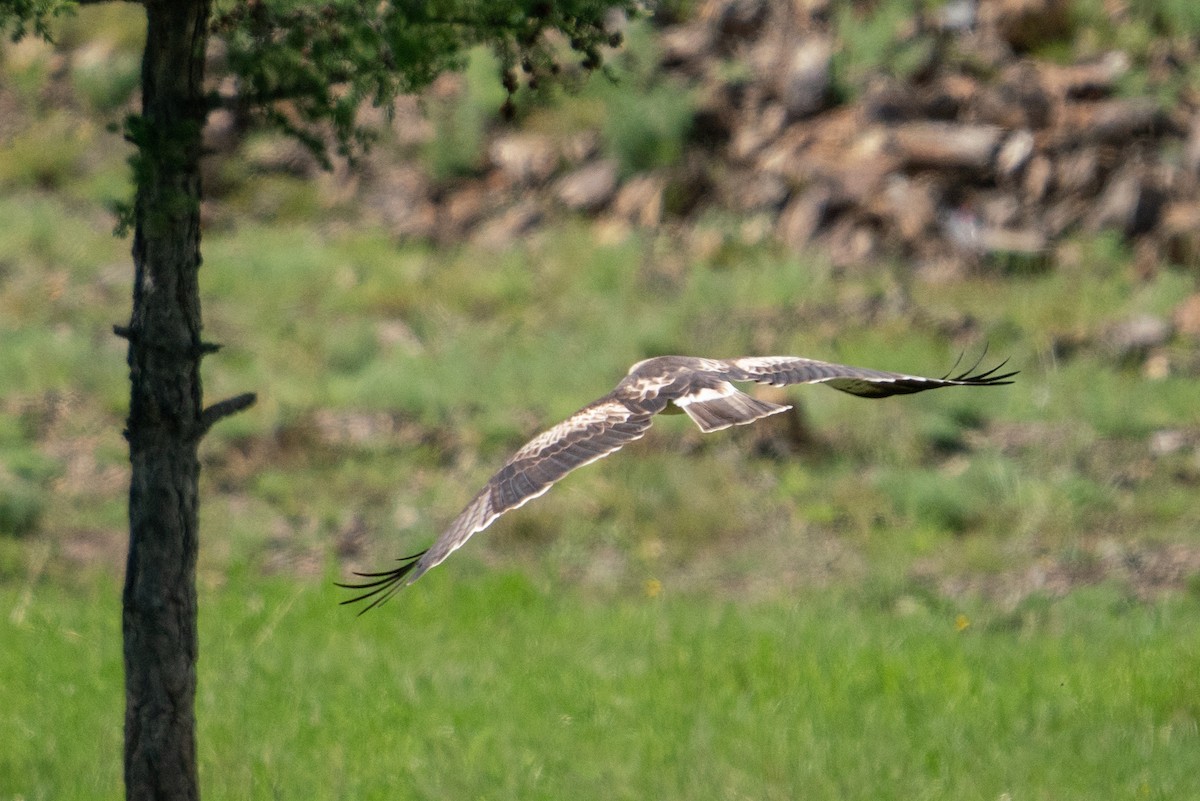 Booted Eagle - ML532541831