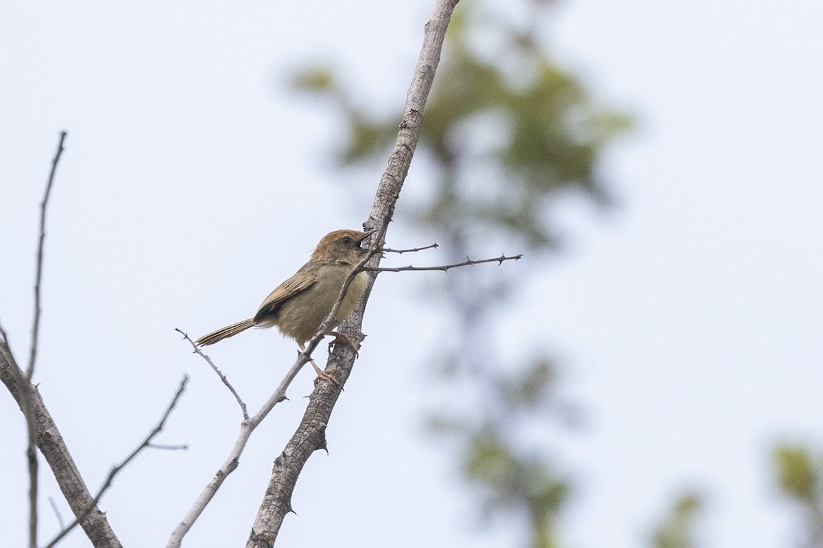 Rock-loving Cisticola (Lazy) - ML532543381