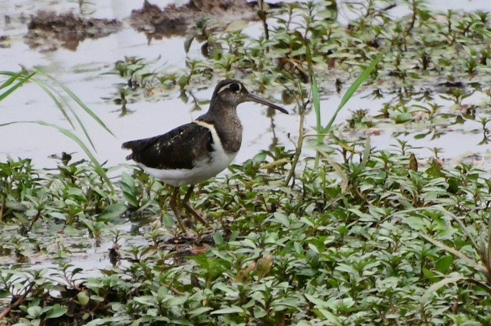 Greater Painted-Snipe - ML532545211