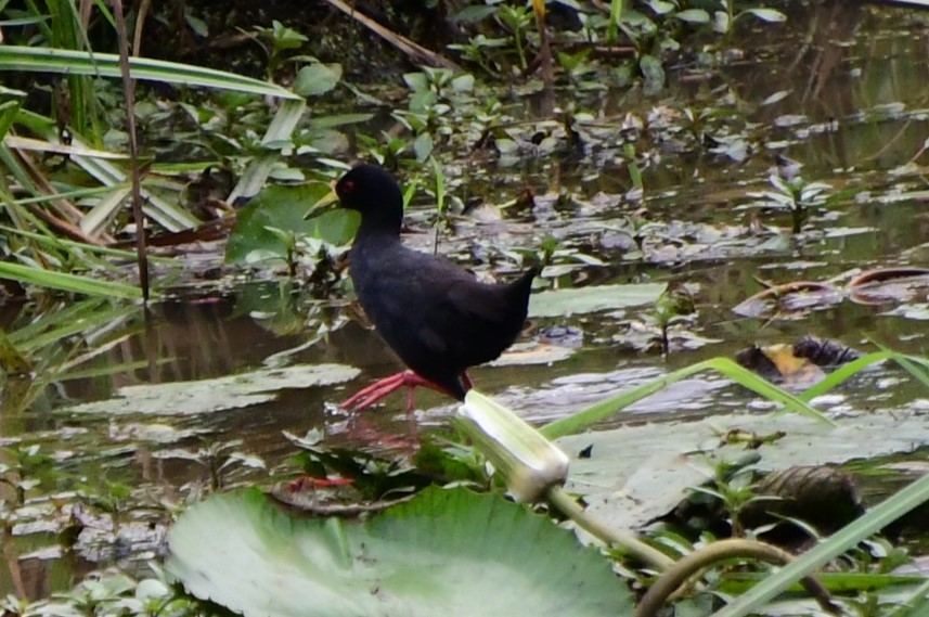 Black Crake - Margie Gomez