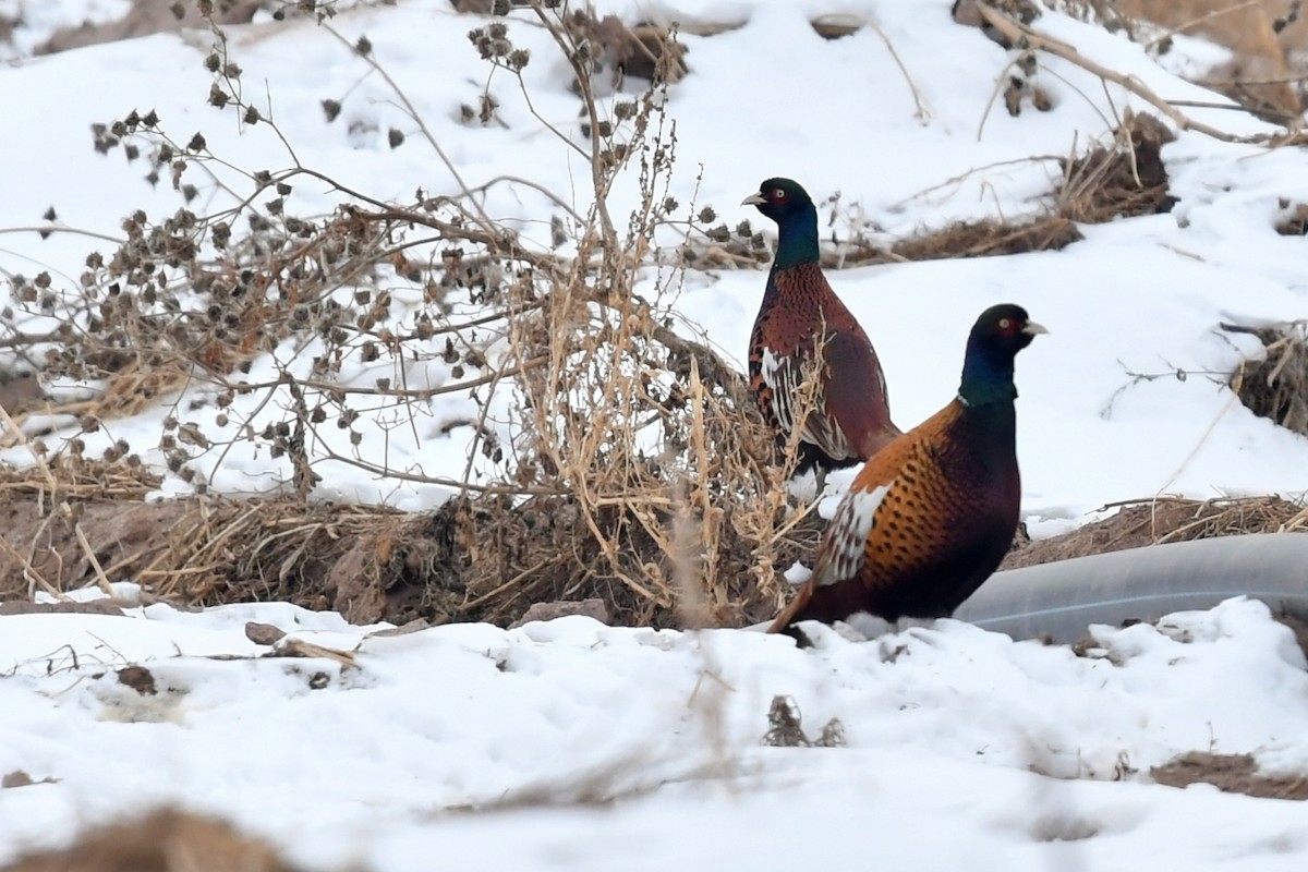 Ring-necked Pheasant - Qin Huang