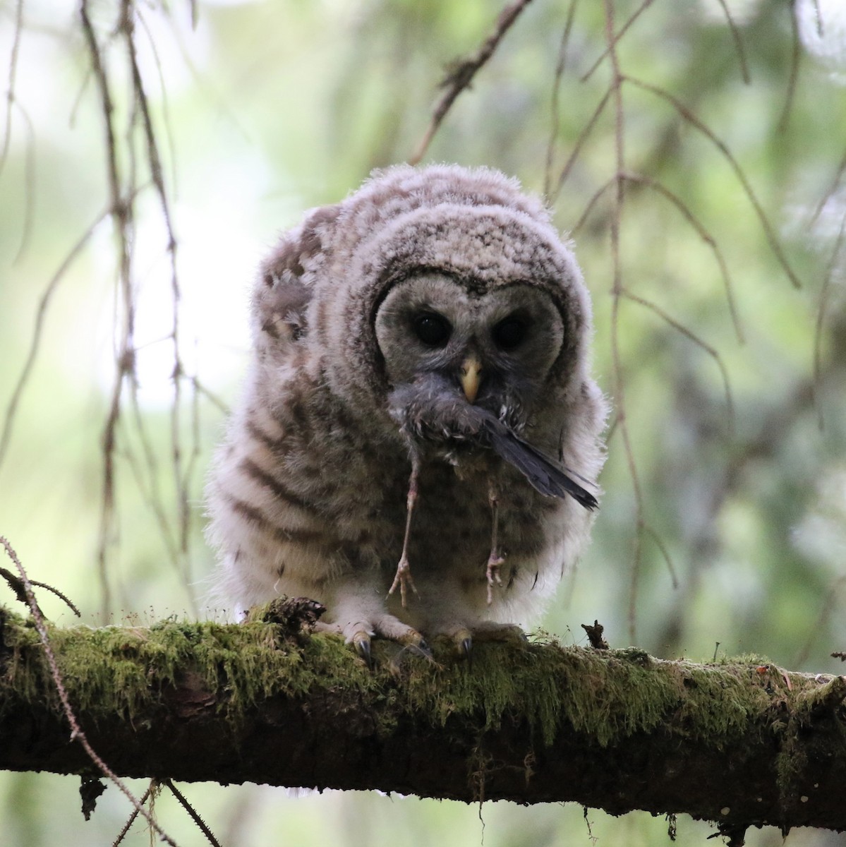 Barred Owl - Nat Drumheller