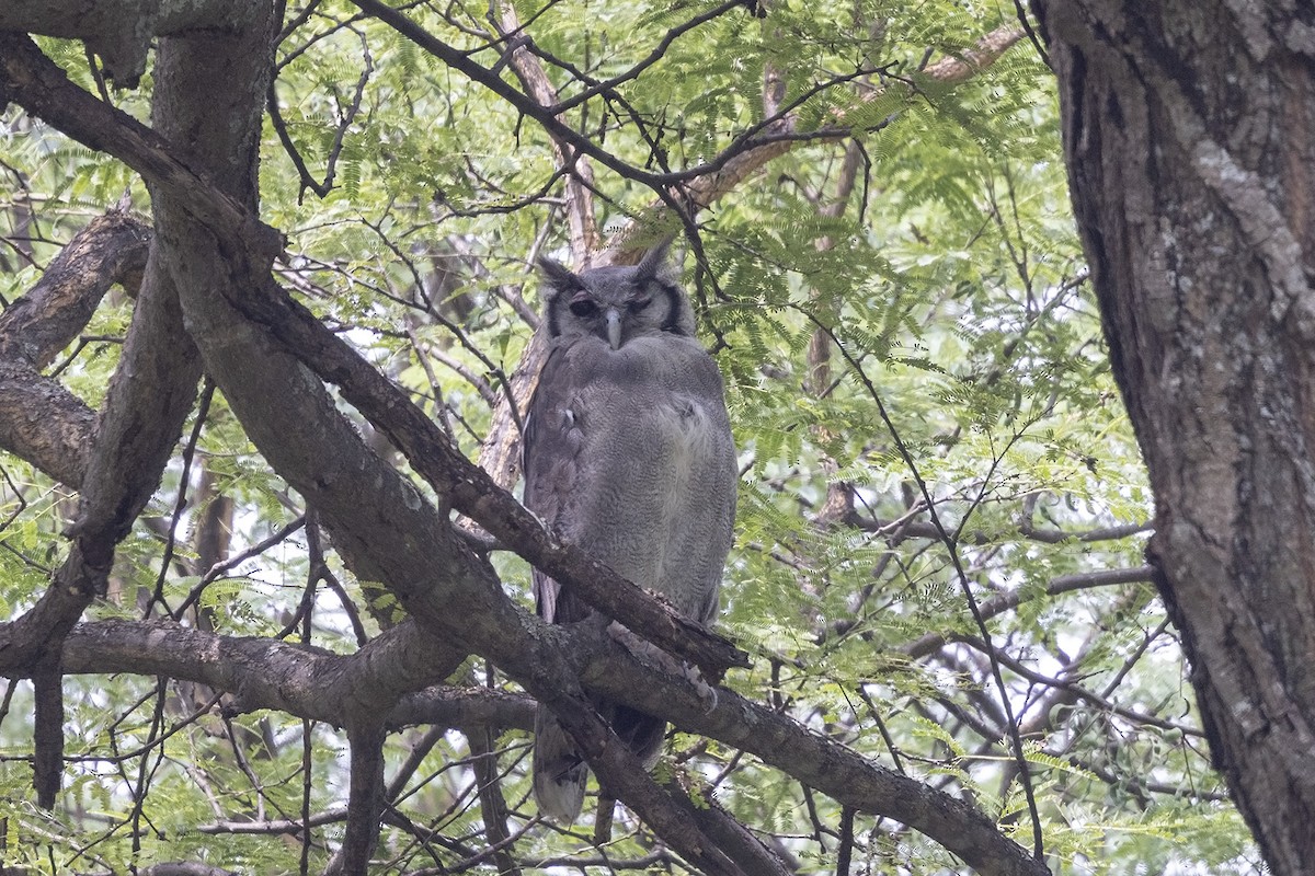 Verreaux's Eagle-Owl - ML532548461