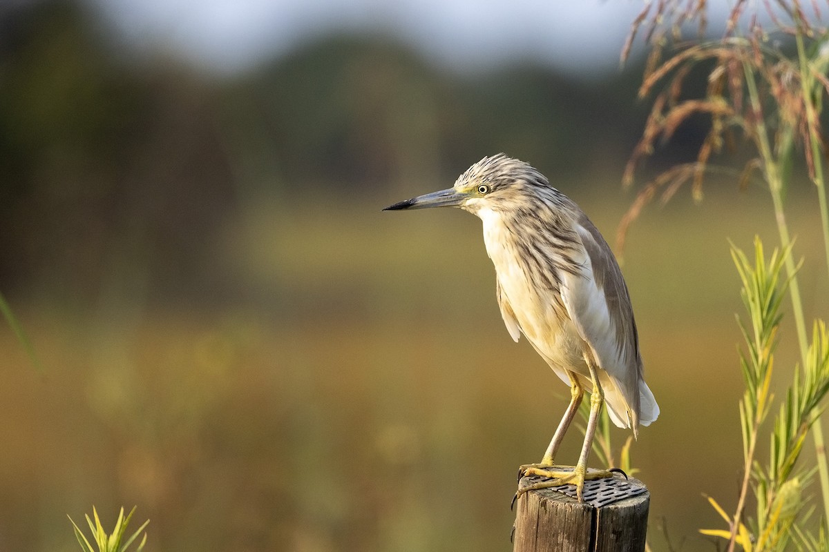 Squacco Heron - Niall D Perrins