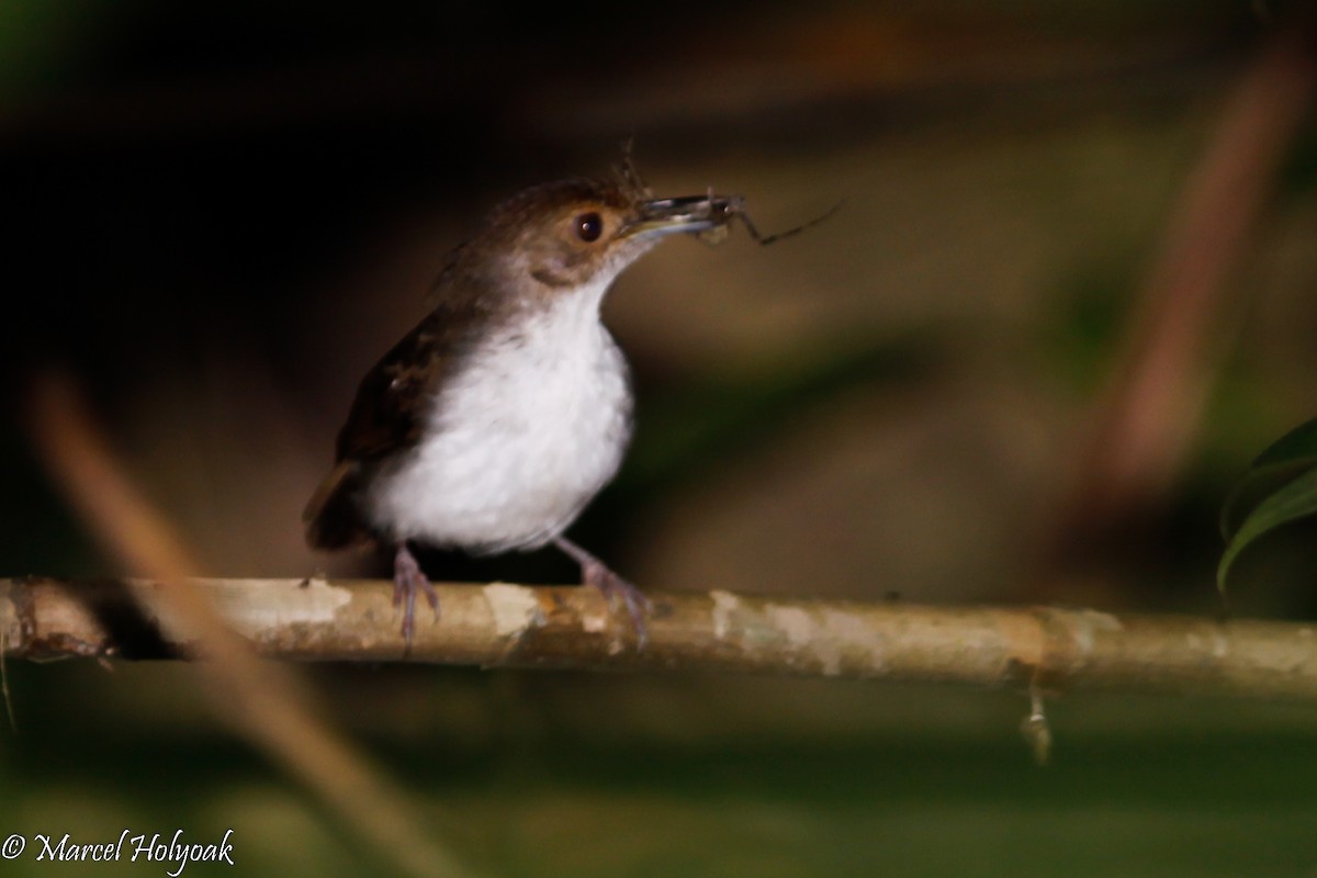 White-chested Babbler - Marcel Holyoak