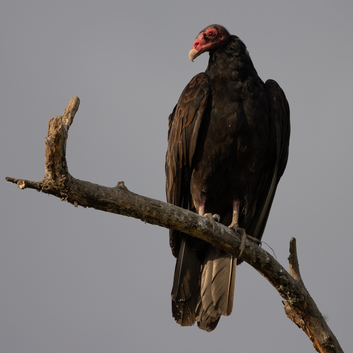 Turkey Vulture - ML532551771