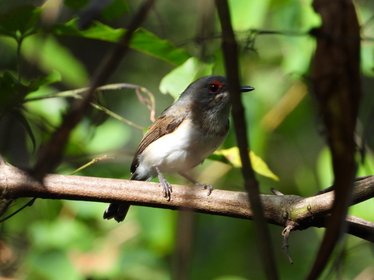 Black-throated Wattle-eye - ML532553681