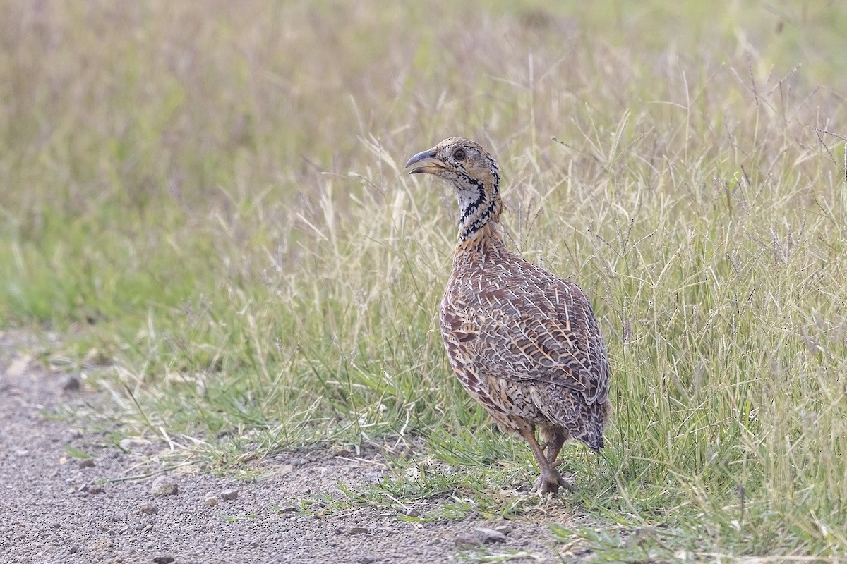 Orange River Francolin (Orange River) - ML532553731