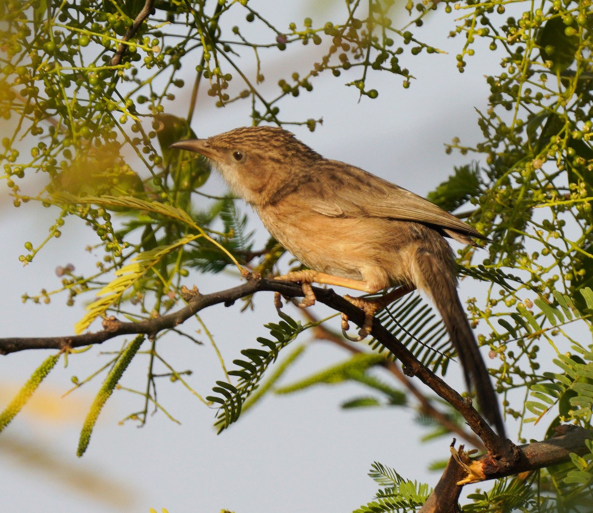 Common Babbler - ML532555561