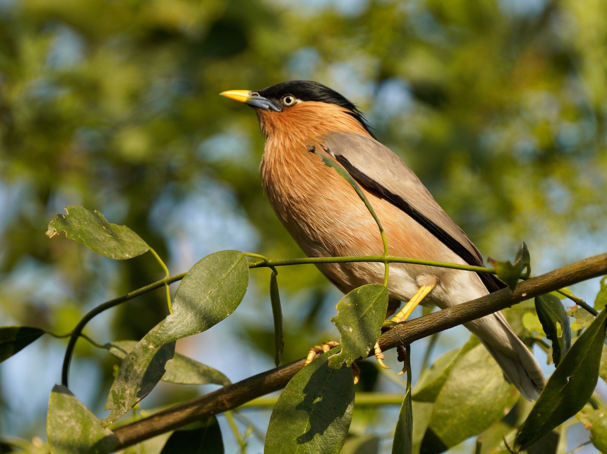 Brahminy Starling - Gaurav Parekh