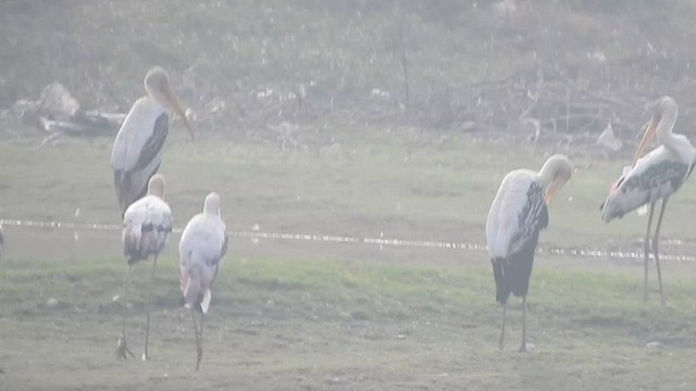 Painted Stork - ML532556001