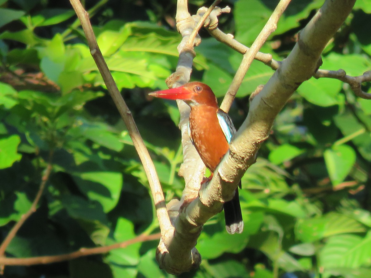 Brown-breasted Kingfisher - ML53255651