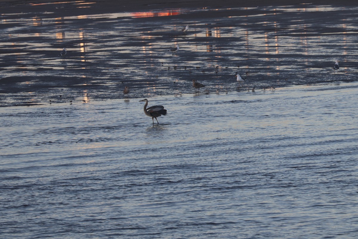 Great Blue Heron - ML532556701