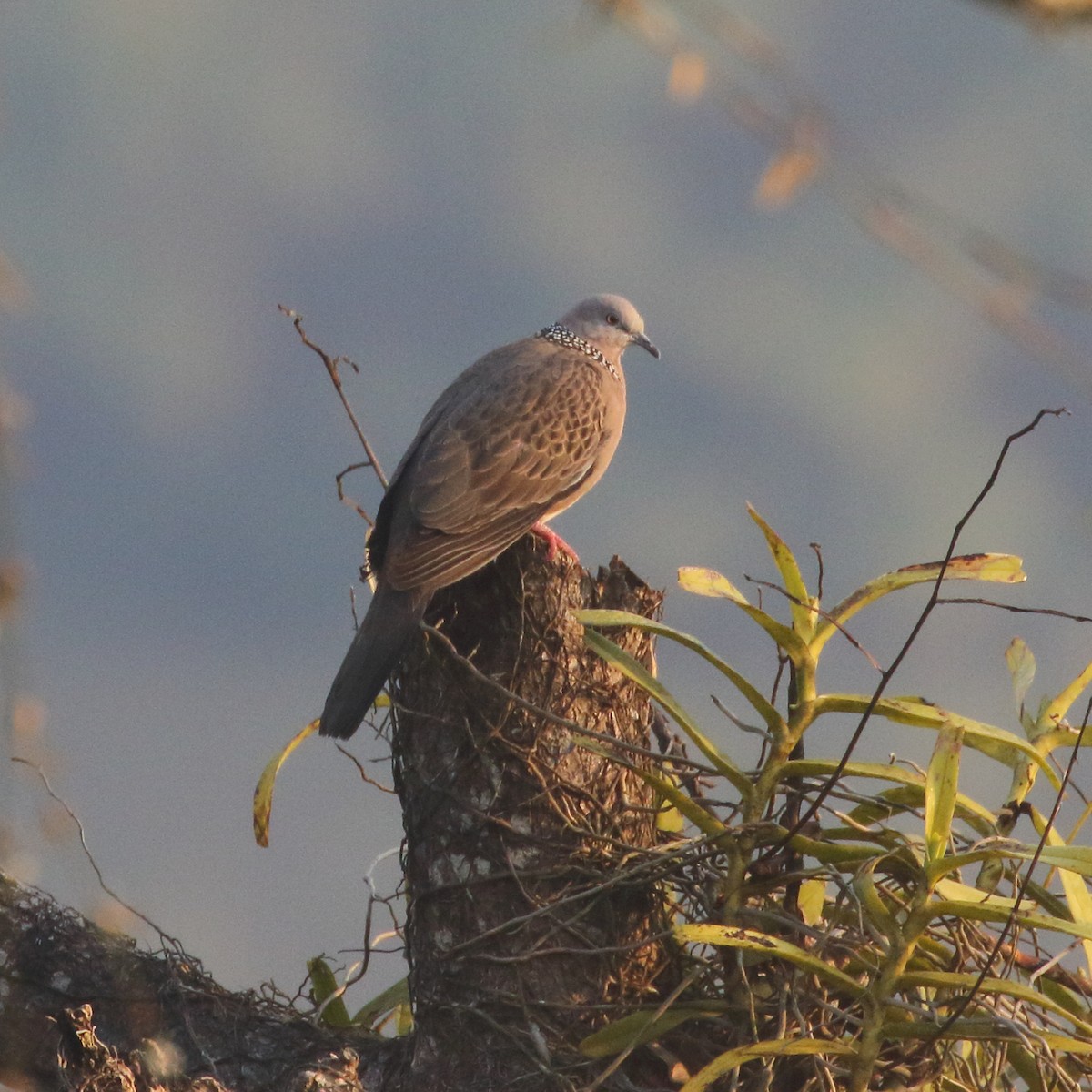 Spotted Dove - ML532558341