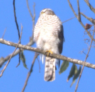 Eurasian Sparrowhawk - ML532559511