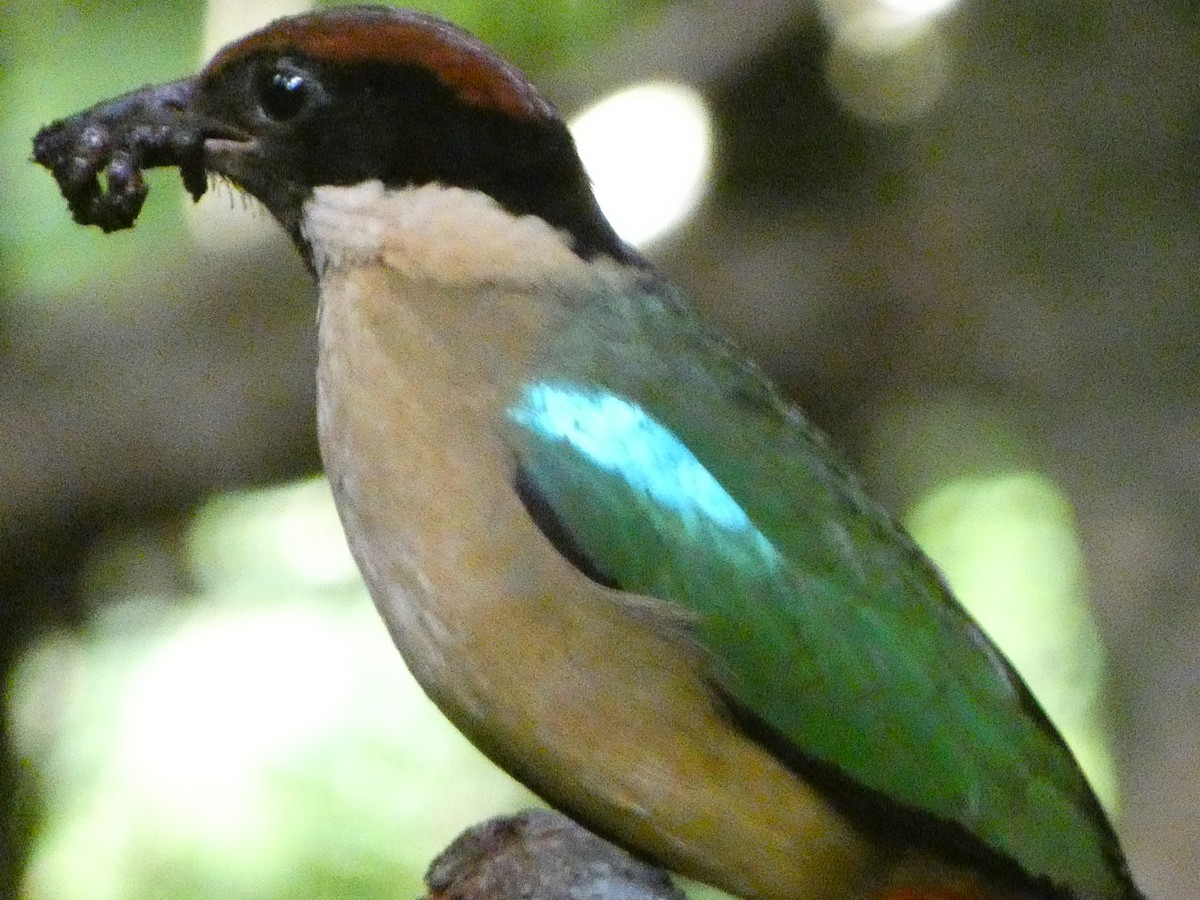 Noisy Pitta - ML532559531