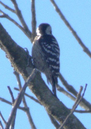 Gray-capped Pygmy Woodpecker - ML532559561