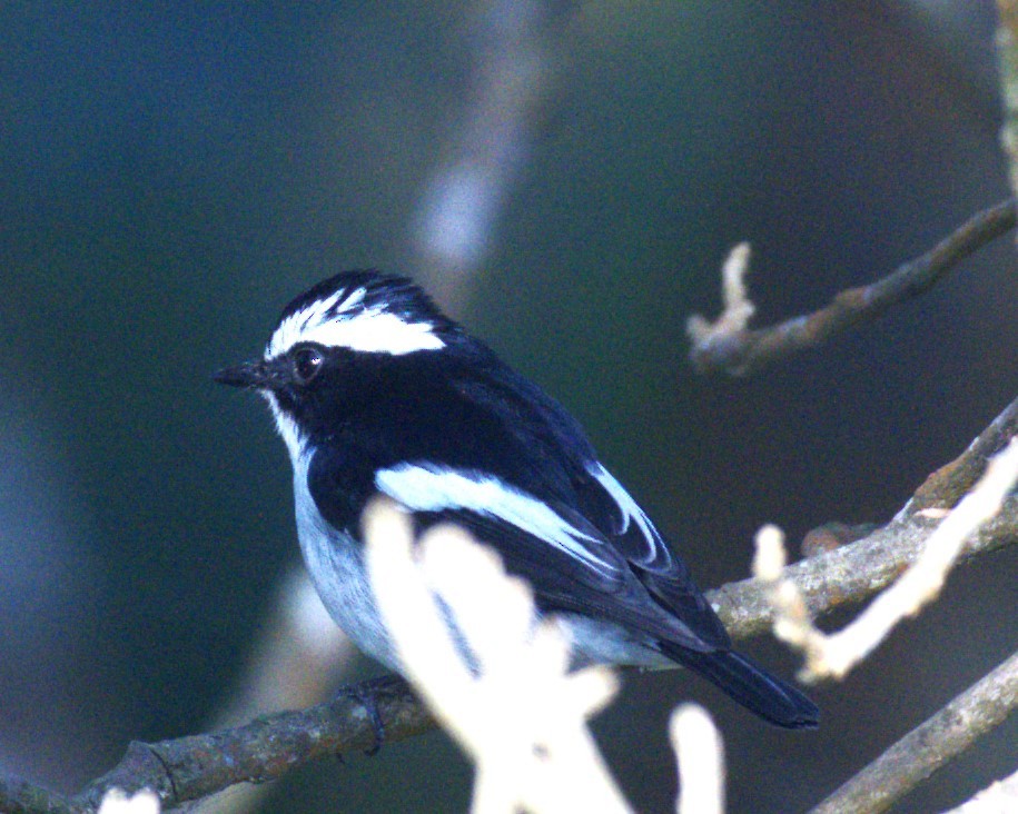 Little Pied Flycatcher - ML532559621