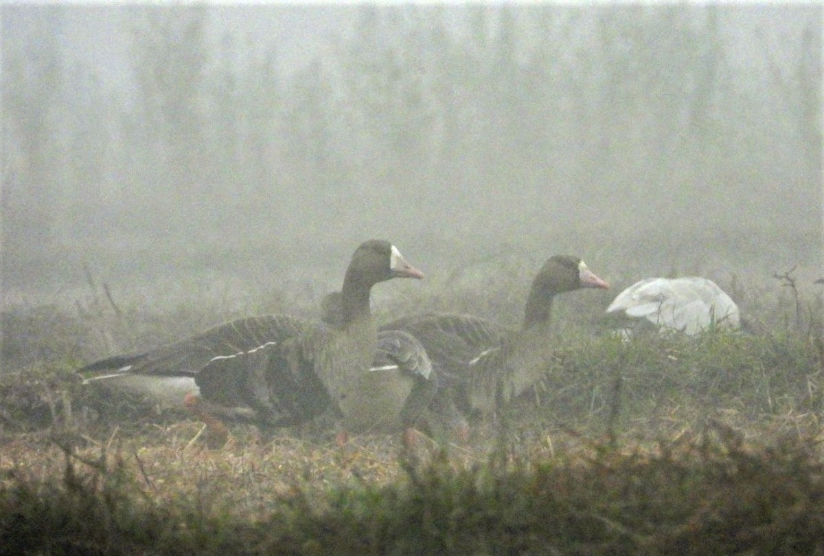 Greater White-fronted Goose - ML532560981