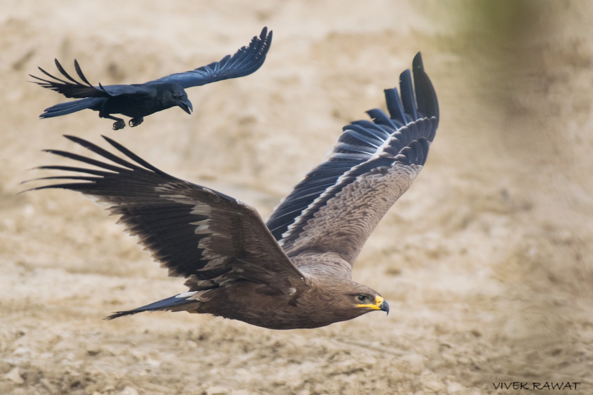 Steppe Eagle - Vivek Rawat